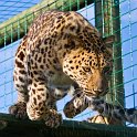 slides/_MG_7748.jpg wildlife, feline, big cat, cat, predator, fur, spot, amur, siberian, leopard, jump WBCW44 - Amur Leopard